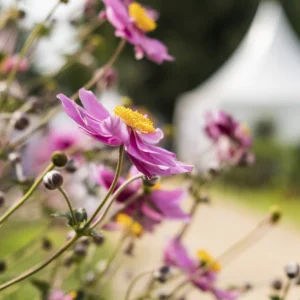Landpartie-Gut-Barbarastein-–-Impression-mit-Blume-und-Verkaufsstand-im-Hintergrund